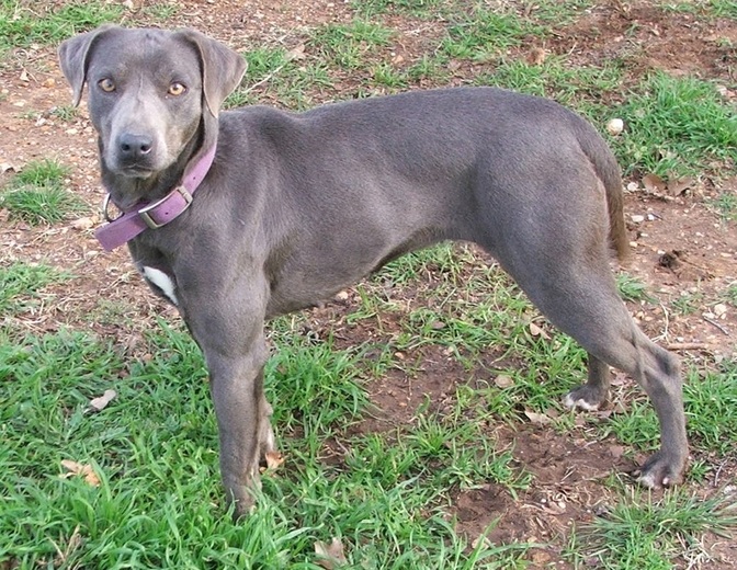 texas blue lacy puppies for sale